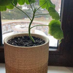 Meet your Posher, Camie